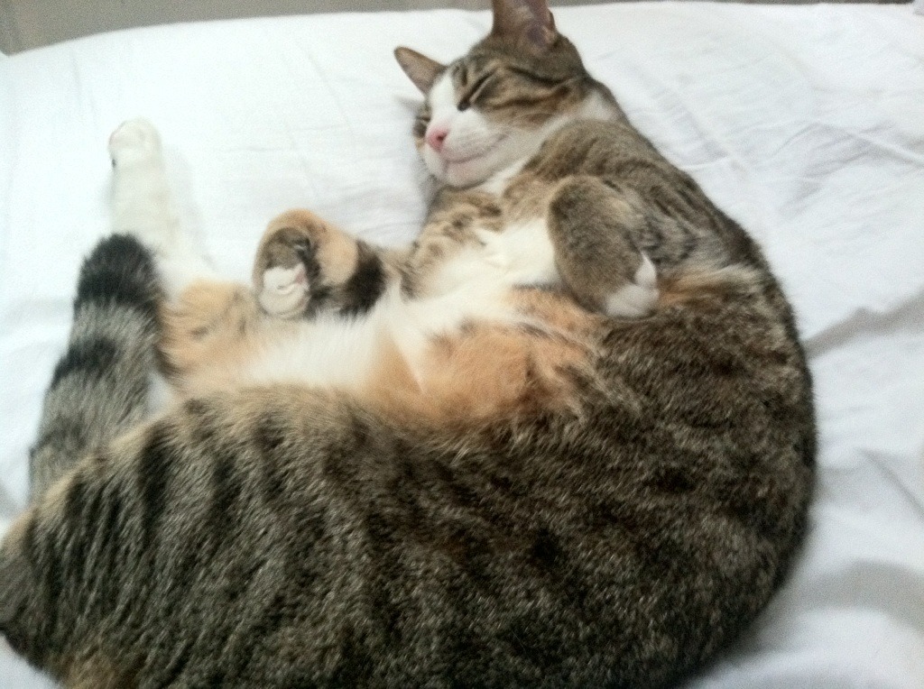 九游网页版官网-全国青少年“校园明星”篮球赛事激烈角逐冠军宝座，2020年全国青少年篮球比赛有哪些